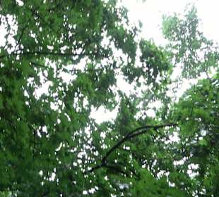 Baumlehrpfad Glacis Park