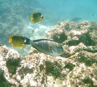 Hausriffe am Albatros Palace