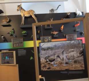 Museum für Ur- und Frühgeschichte