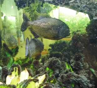 WildparkImpression September 2013