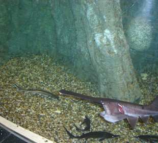 Ausergewöhnliche Fische