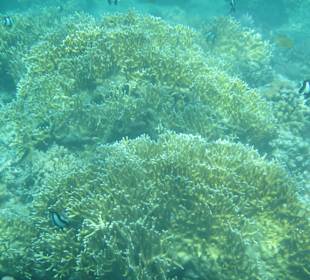 Schnorcheln Sharm El Naga