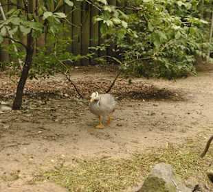 Zoo opole