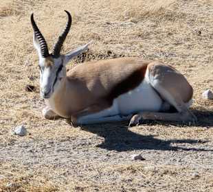 Etosha Nationalpark