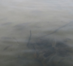 Fische zum greifen nah