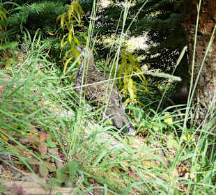 Am Sulphur Mountain / Banff