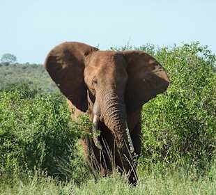 Elefant im Reservat Tsavo Ost