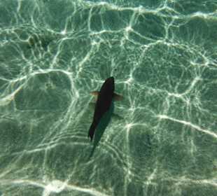 Hausriff, rechts von der Marina