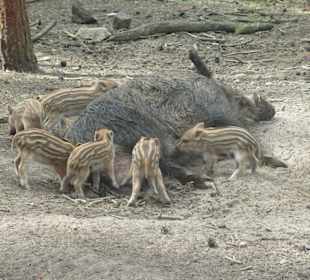 Nachwuchs bei den Wildschweinen