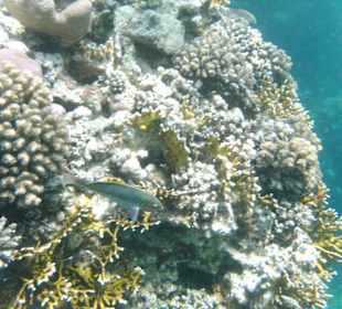 Riff in Strandnähe ,Sharm El Naga