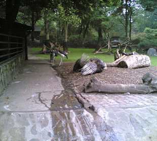 Stachelschweine und Marabus
