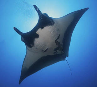 Manta Rochen in Ras Umm Sid