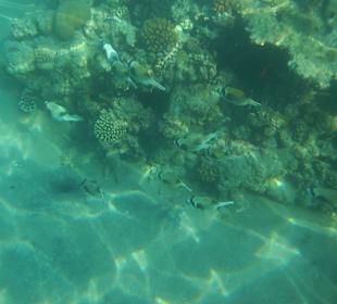 Ein Schwarm Maskenkugelfische