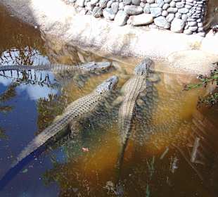 Крокодилы готовятся к представлению