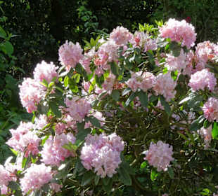 Hauptblüte im Rhododendronpark Bremen