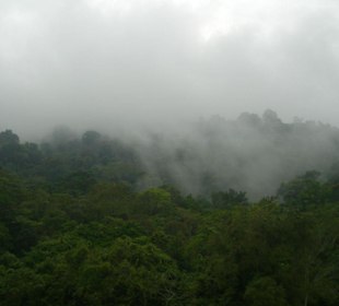 Wolken im Regenwald