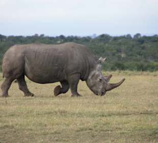 Julius Tact / JT Safaris