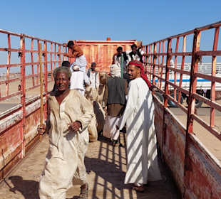 Kamelmarkt El Shalateen