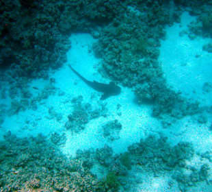 Leopardenhai bei der "Putzerstation" am Hausriff