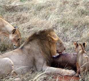 Mahlzeit - Tsavo Ost