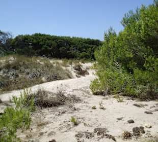 Unterwegs zum Strand,schöne Düenlndchaft