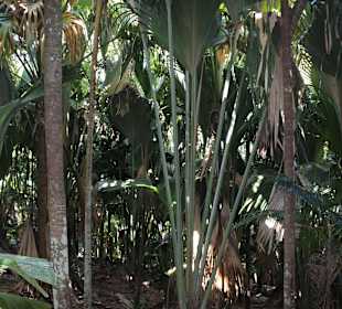 Dschungelähnlicher Palmenwald