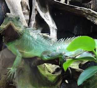 Im Terrarium von Schloss Trauttmansdorff