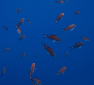 Mittelmeer-Mönchsfisch