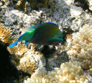 Unterwasserwelt Hotel Sharm Plaza