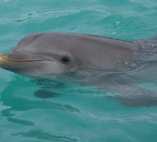 Delfin