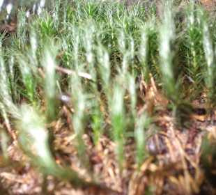 Parcul Natural Apuseni