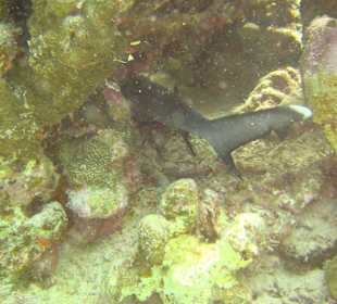 Am Aussenriff gesichtet