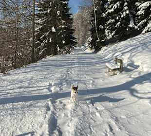 Herrliche Umgebung. Top für Urlaube mit Hund