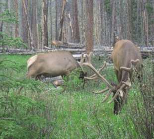 Wapiti am Bow River Parkway