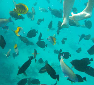 Schnorcheln Makadi Bay