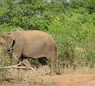 Asiatischer Elefant