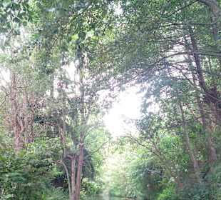 Großer Spreewaldhafen Lübbenau