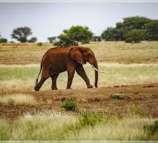 Elefanten wohin das Auge blickt