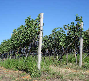 Wanderung in den Weinbergen