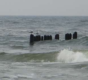 Ostsee am "Darß-Zingst".