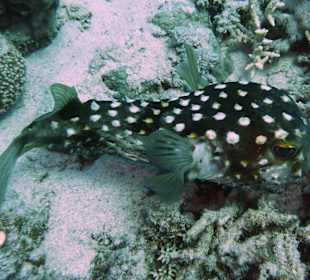 Igelfisch am Hausriff