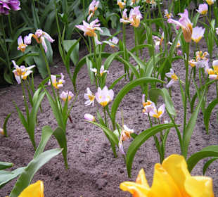 "Tulpen aus Amsterdam"