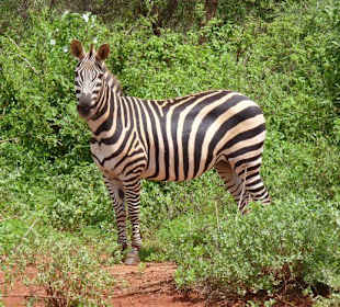 Zebra