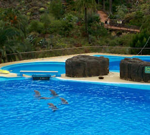 Delphine beim Training