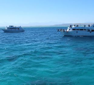 Poszukiwania delfinów