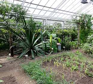 Mpressionen aus den Gewächshäusern