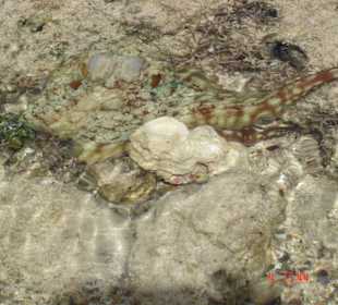 Herr Krake am Strand bei Ebbe