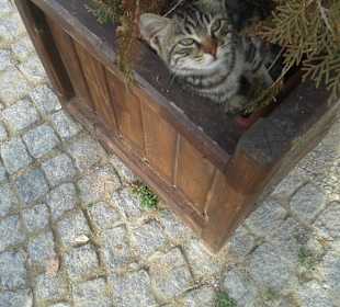 Wie gehts mir so gut wenn ich angesprochen werde