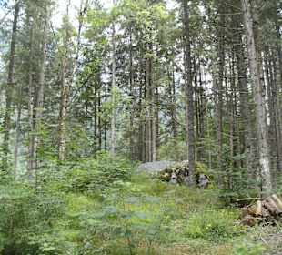 Zauberwald und Hintersee