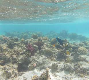 Schnorcheln Marsa Alam